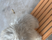 ���ۂ����e��С�w����